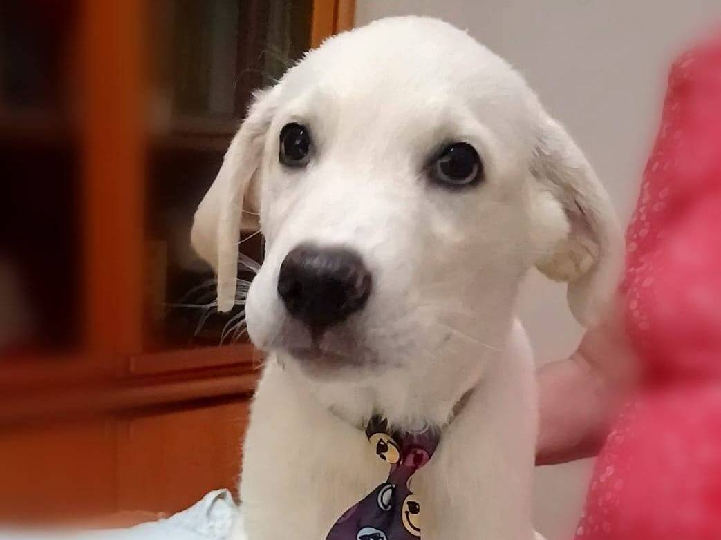 Adozione cane, maschio, Razza sconosciuta Razza sconosciuta, 3 mesi, taglia media, Crotone