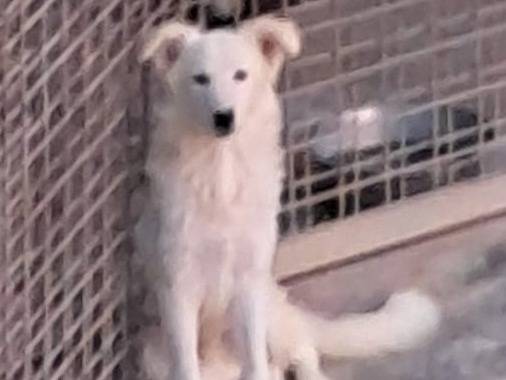 Adozione cane, maschio, Border Collie Razza sconosciuta, 7 mesi, taglia media, Padova
