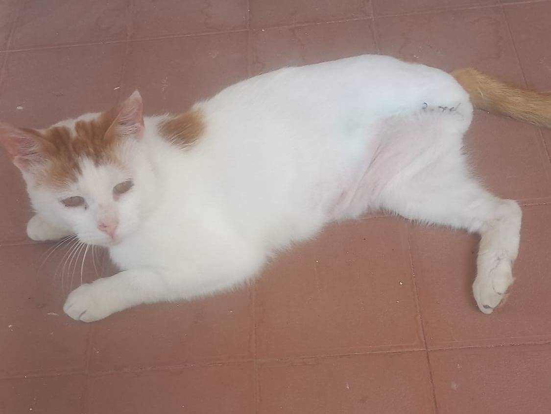 Adozione gatto, maschio, Razza sconosciuta Razza sconosciuta, 2 anni e 8 mesi, taglia non valida, Monza