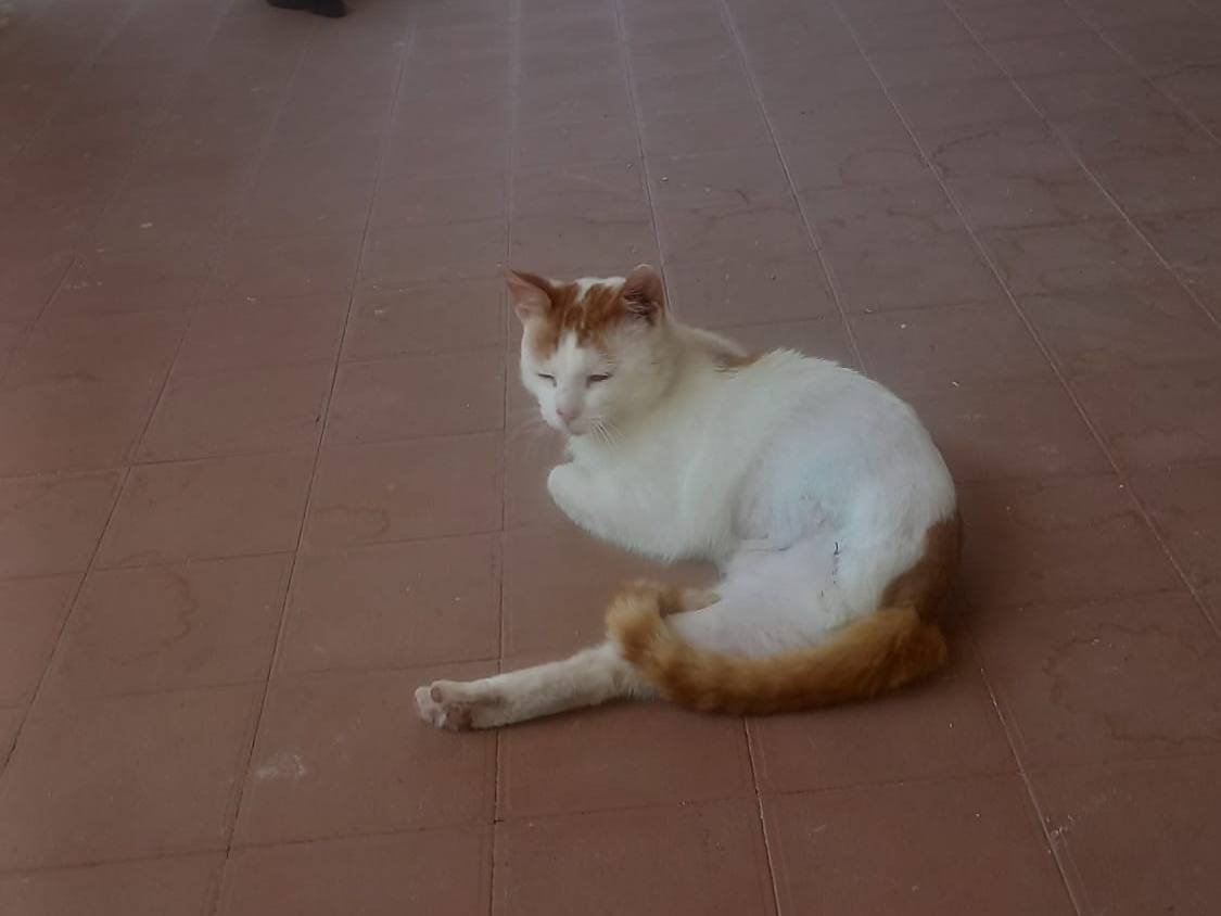 Adotta un gatto, maschio, 2 anni e 8 mesi, Monza