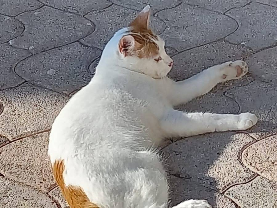 Adotta un gatto, taglia non valida, maschio, Monza