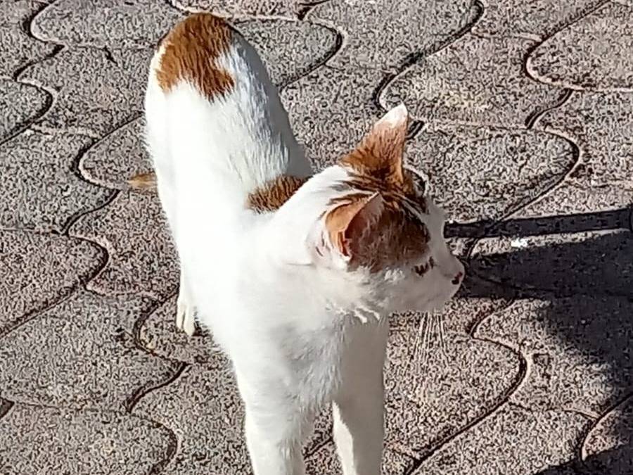 Vuoi adottare un gatto a Monza?