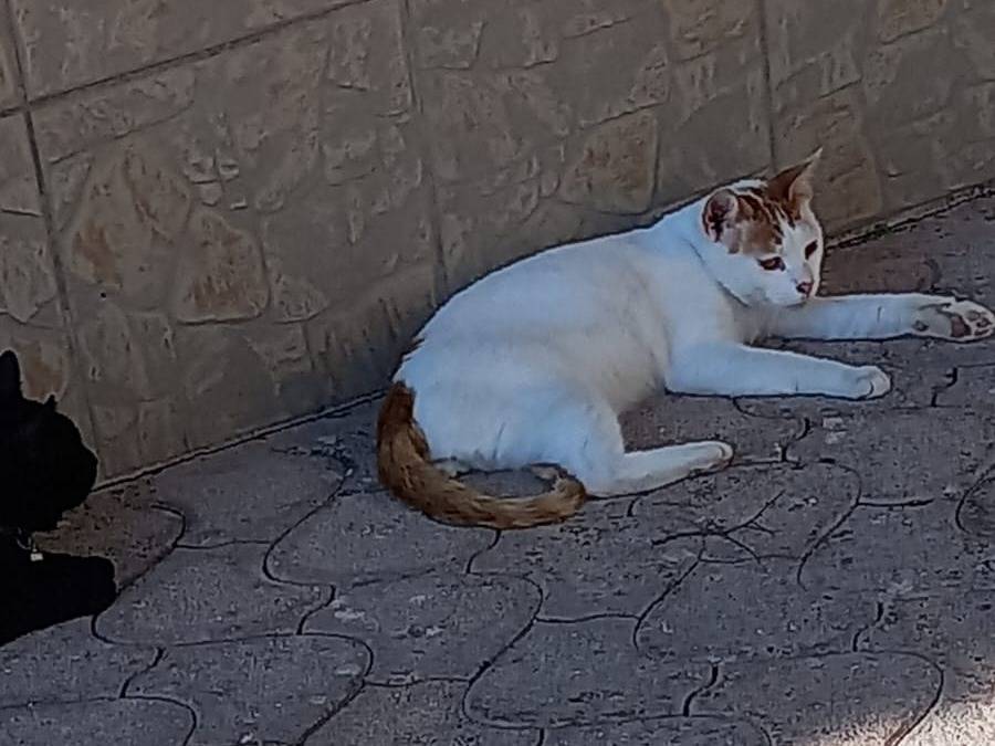 Adotta il gatto Tris a Monza