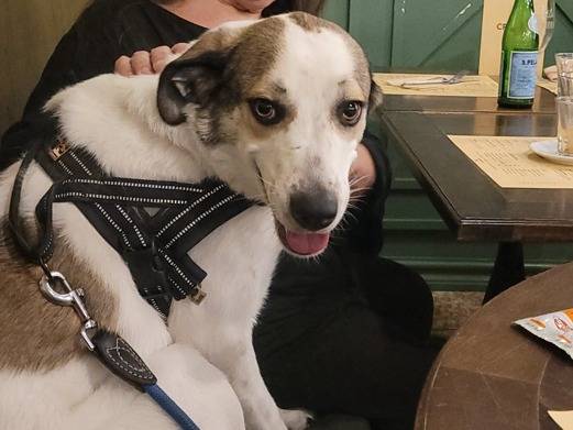 Adozione cane, femmina, Razza sconosciuta Razza sconosciuta, 3 anni e 5 mesi, taglia media, Milano