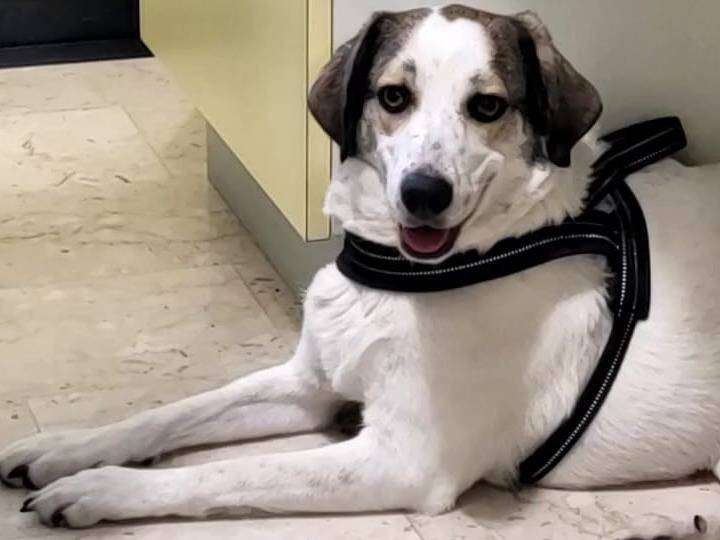 Adotta un cane, femmina, 3 anni e 5 mesi, Milano