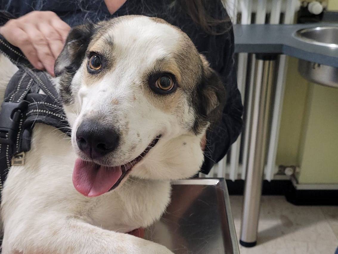Adotta un cane, taglia media, femmina, Milano