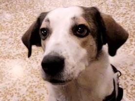 Vuoi adottare un cane a Milano?