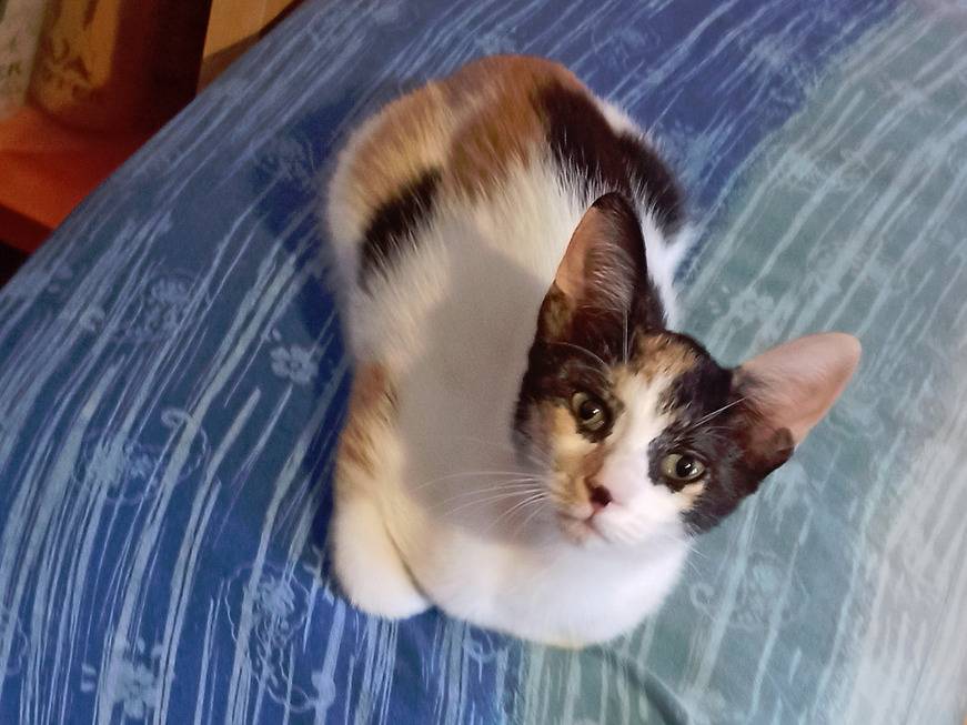 Adozione gatto, femmina, Razza sconosciuta Razza sconosciuta, 3 mesi, taglia non valida, Bari