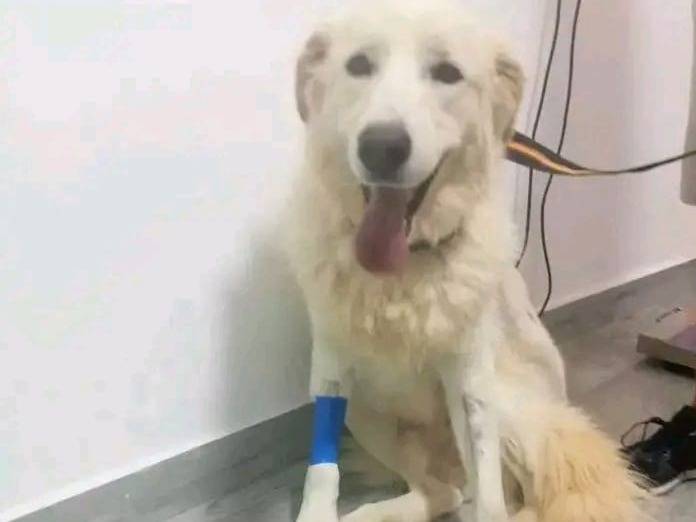 Adozione cane, maschio, Pastore maremmano Razza sconosciuta, 3 anni e 9 mesi, taglia gigante, Cosenza