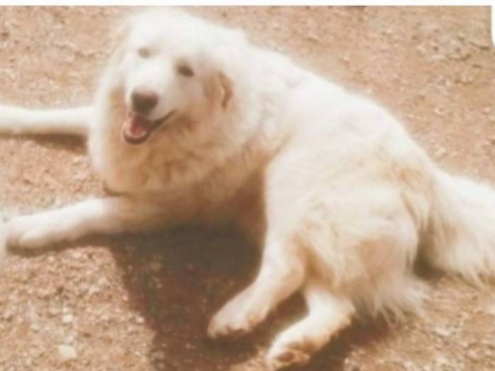 Adotta un cane, maschio, 3 anni e 9 mesi, Cosenza