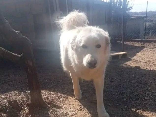 Vuoi adottare un cane a Cosenza?