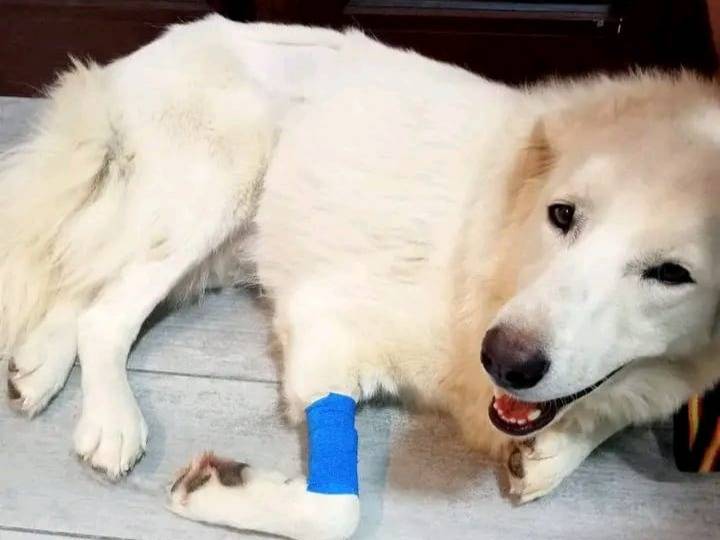 Adotta il cane George  a Cosenza