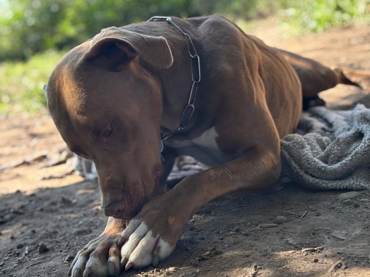 Adotta un cane, taglia media, maschio, Milano