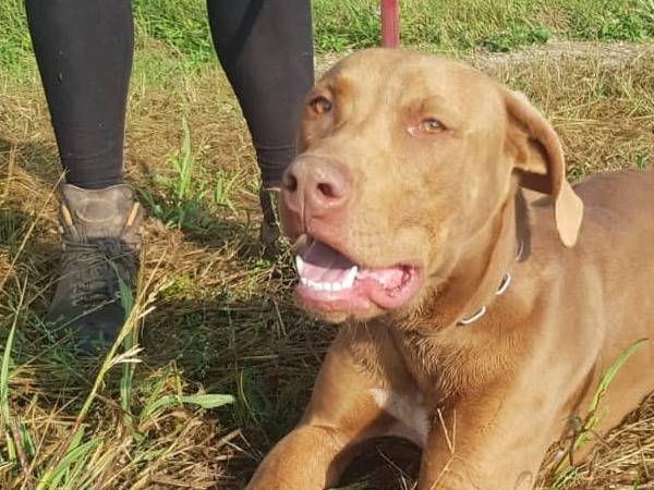Vuoi adottare un cane a Milano?