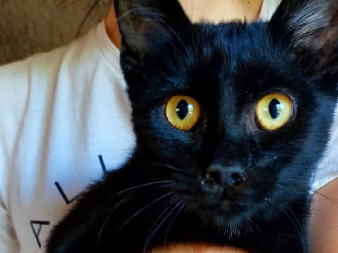 Adozione gatto, femmina, Razza sconosciuta Razza sconosciuta, 3 mesi, taglia non valida, Bari