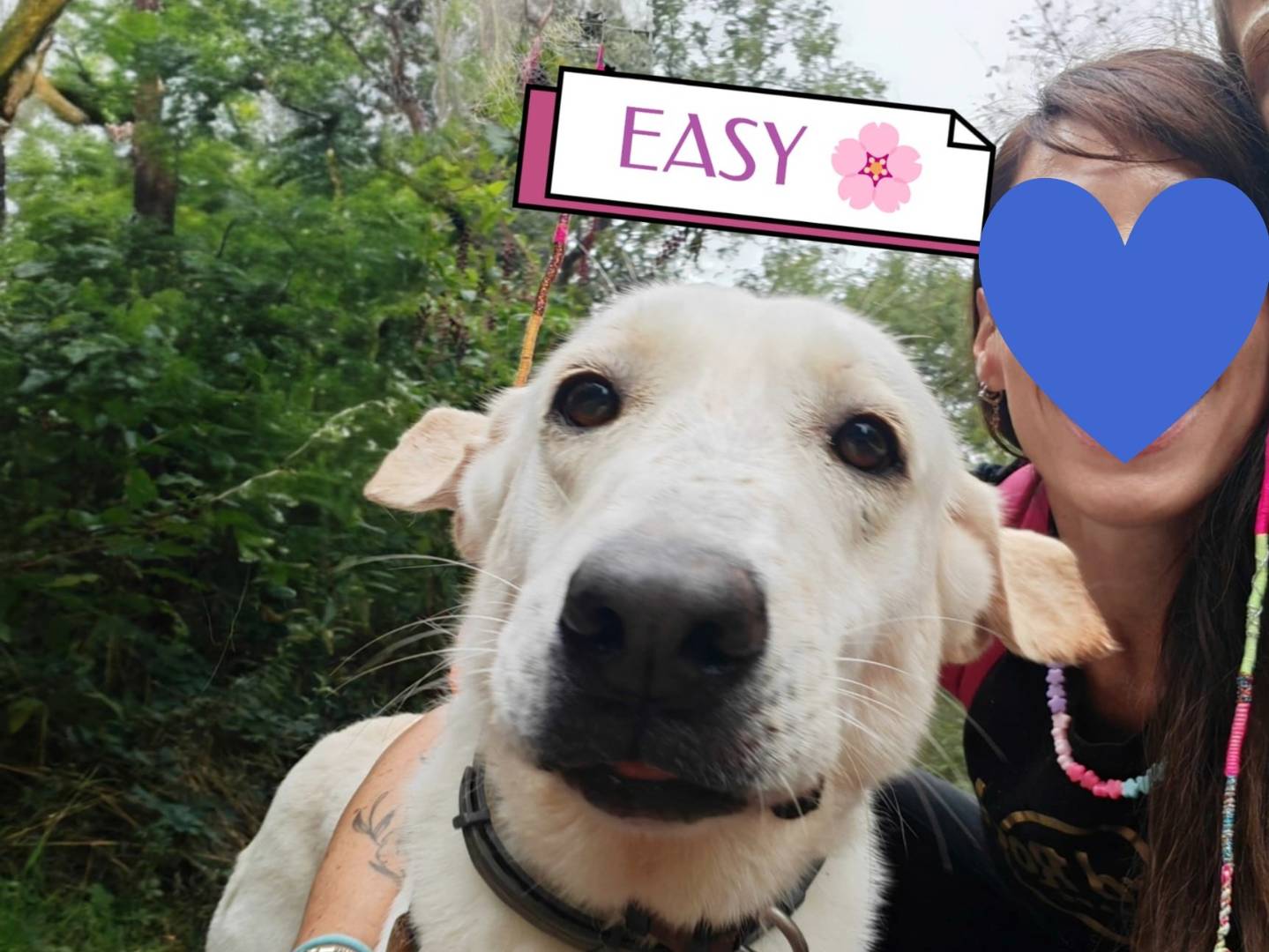 Adozione cane, femmina, Labrador Retriever Razza sconosciuta, 4 anni, taglia media, Milano