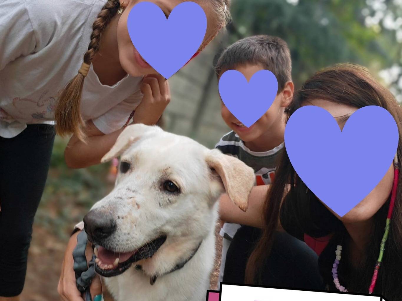 Adotta un cane, femmina, 4 anni, Milano