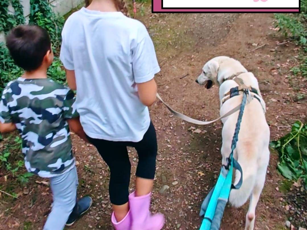 Adotta il cane EASY a Milano