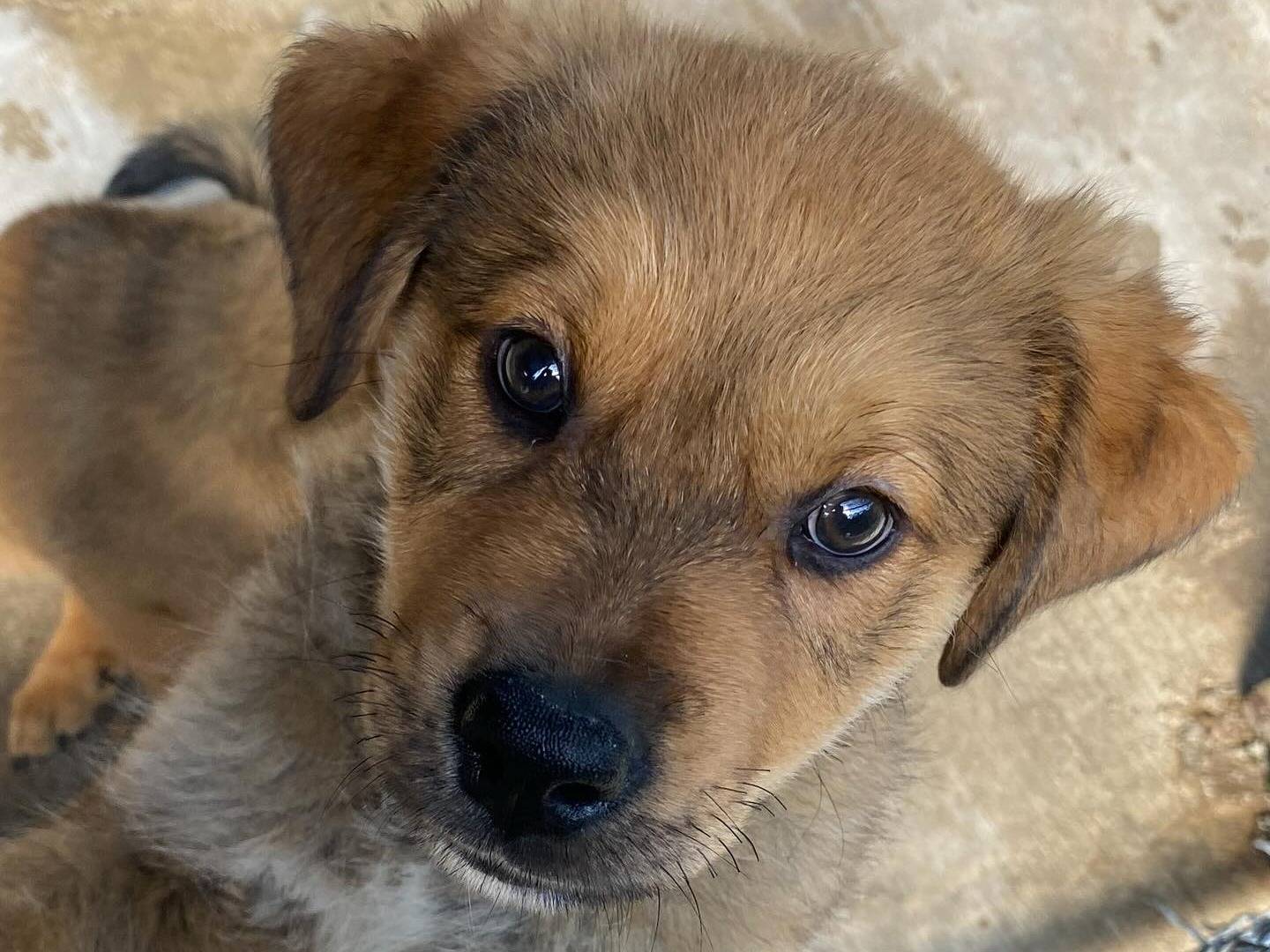 Adozione cane, maschio, Razza sconosciuta Razza sconosciuta, 3 mesi, taglia grande, Latina