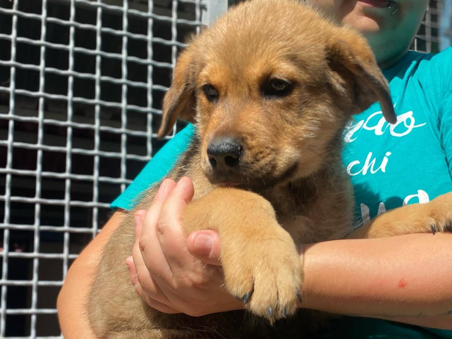 Adotta un cane, maschio, 3 mesi, Latina