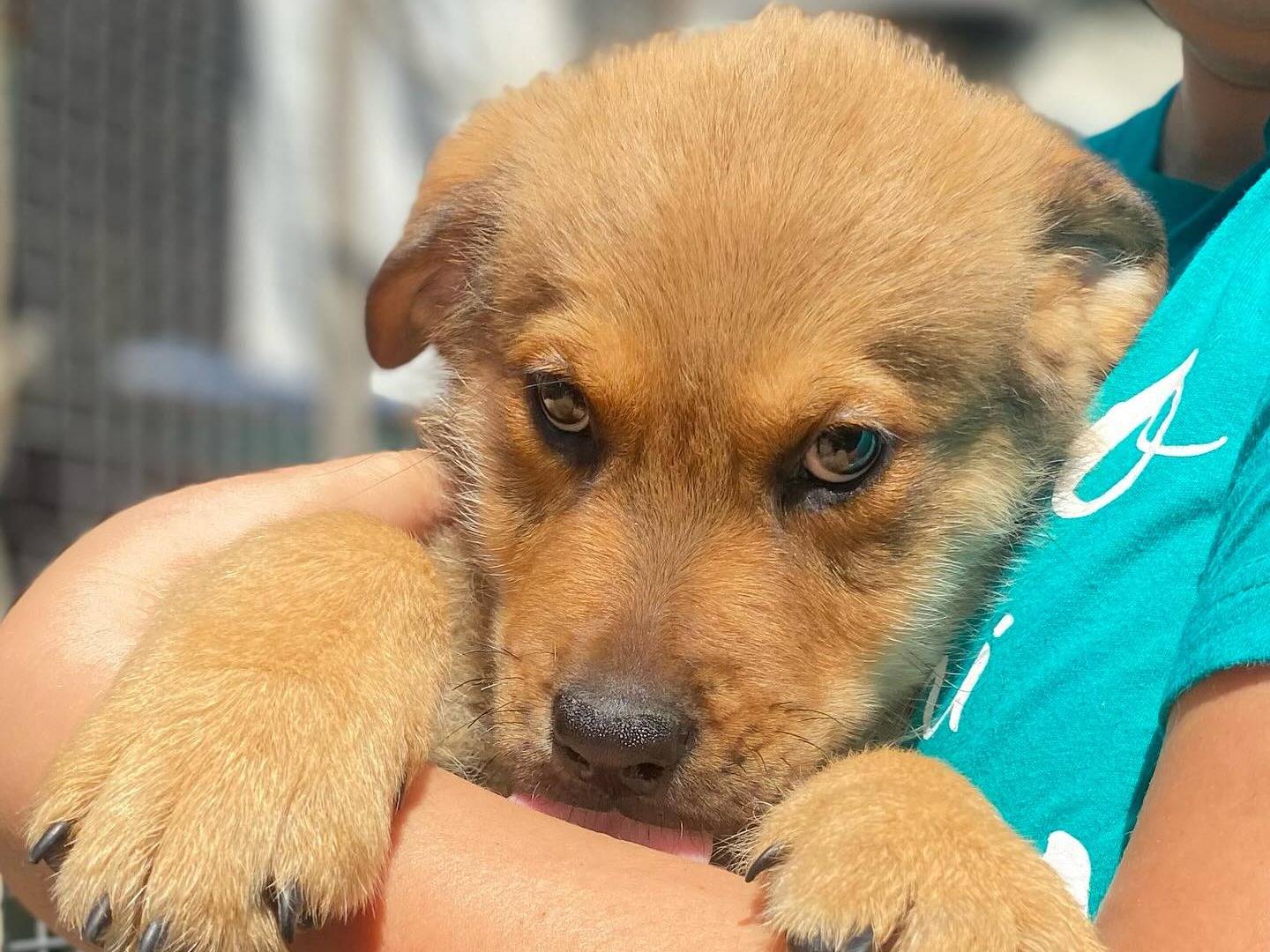 Adotta un cane, taglia grande, maschio, Latina