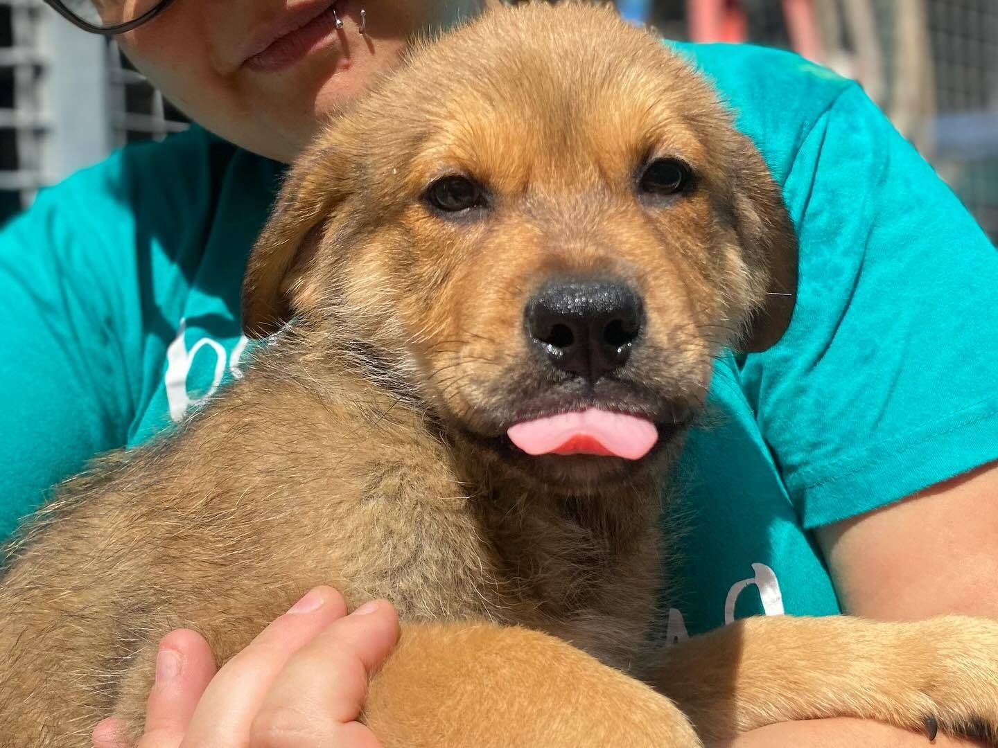 Vuoi adottare un cane a Latina?