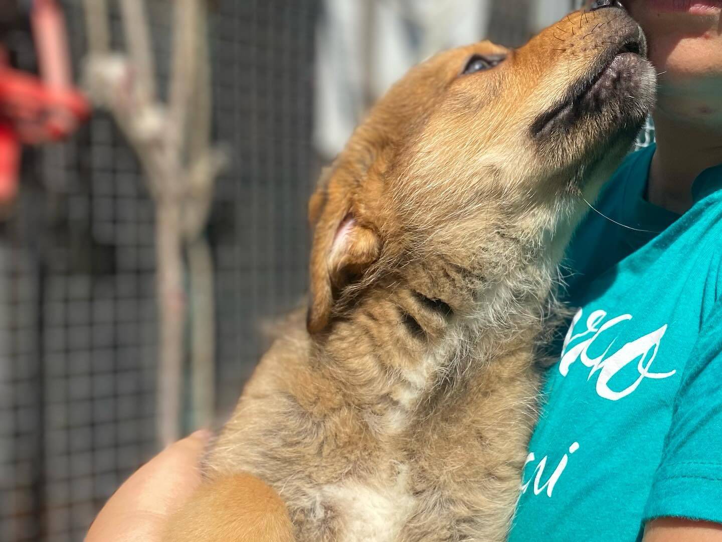 Adotta il cane Arthur a Latina