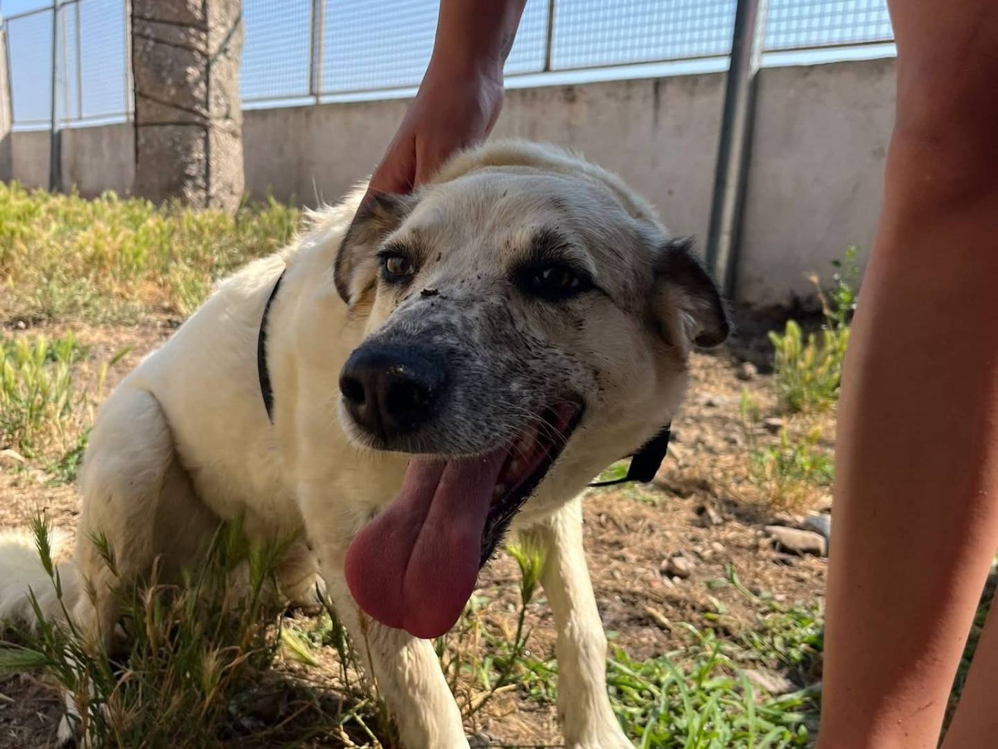 Adotta il cane QEEN a Caserta