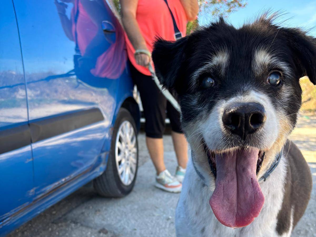 Adozione cane, maschio, Razza sconosciuta Razza sconosciuta, 11 anni e 3 mesi, taglia media, Caserta