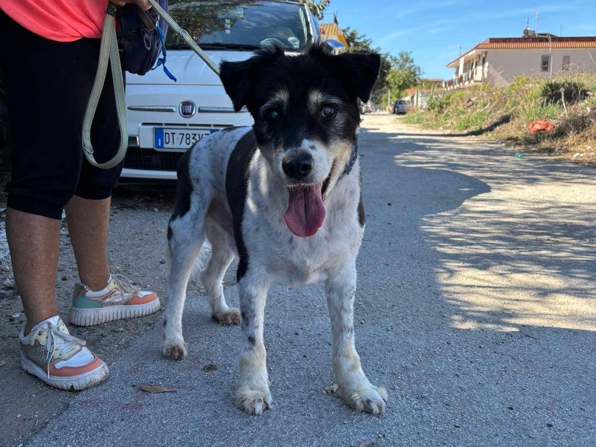 Vuoi adottare un cane a Caserta?