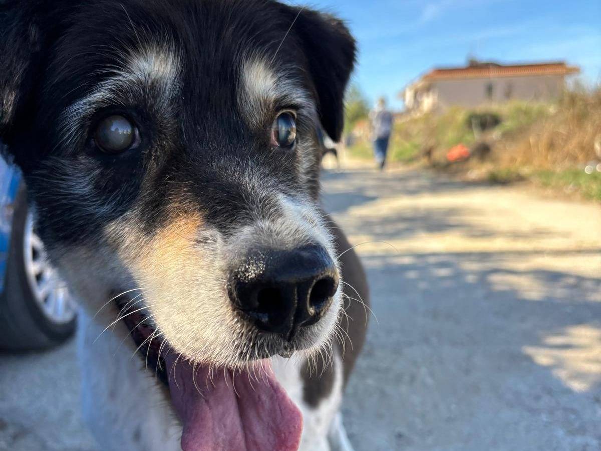 Adotta il cane YURI a Caserta