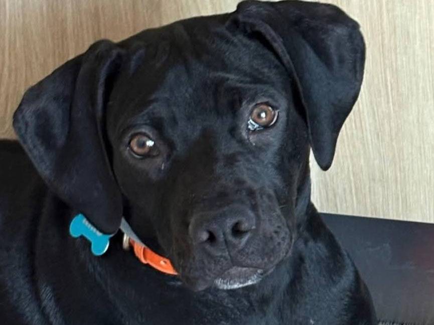 Adozione cane, maschio, Setter Inglese Razza sconosciuta, 4 mesi, taglia media contenuta, Caserta