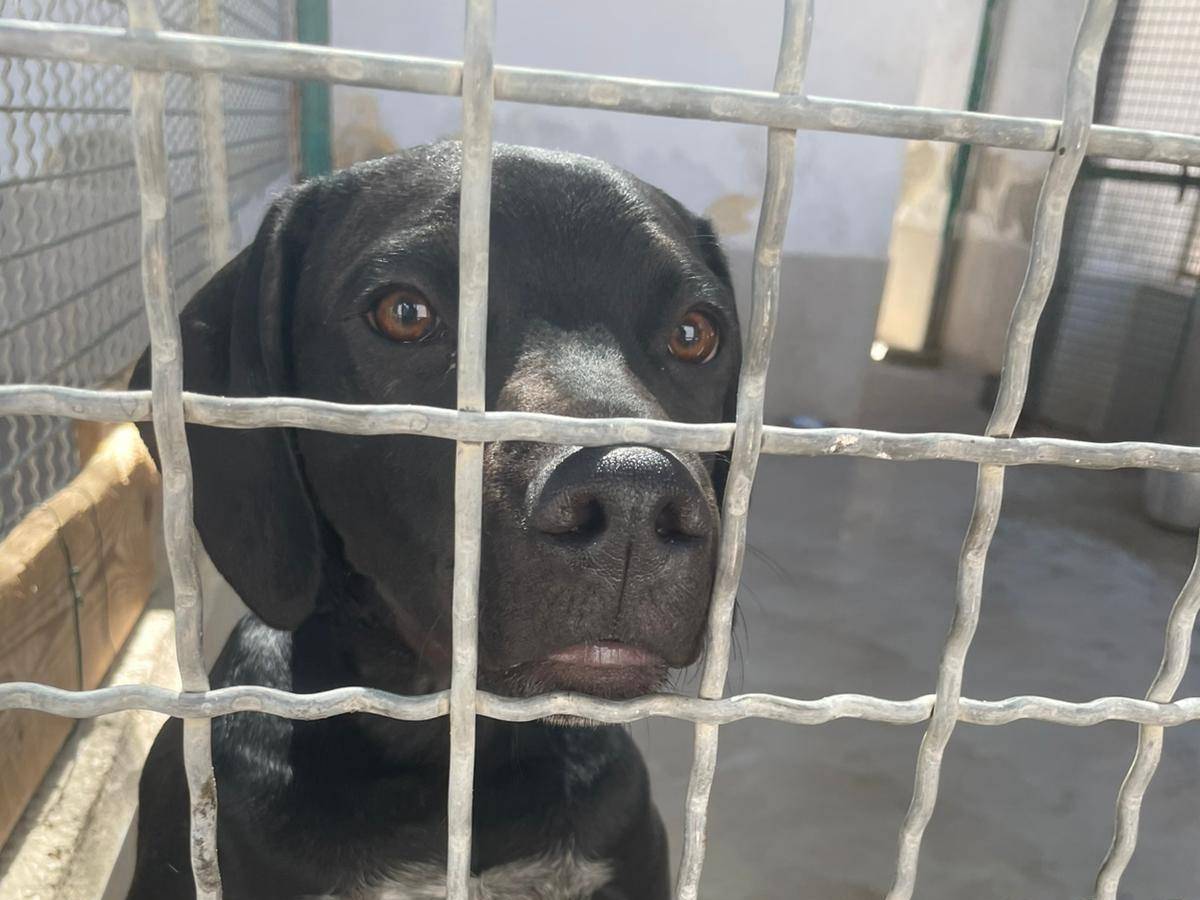 Adotta il cane MILO a Caserta