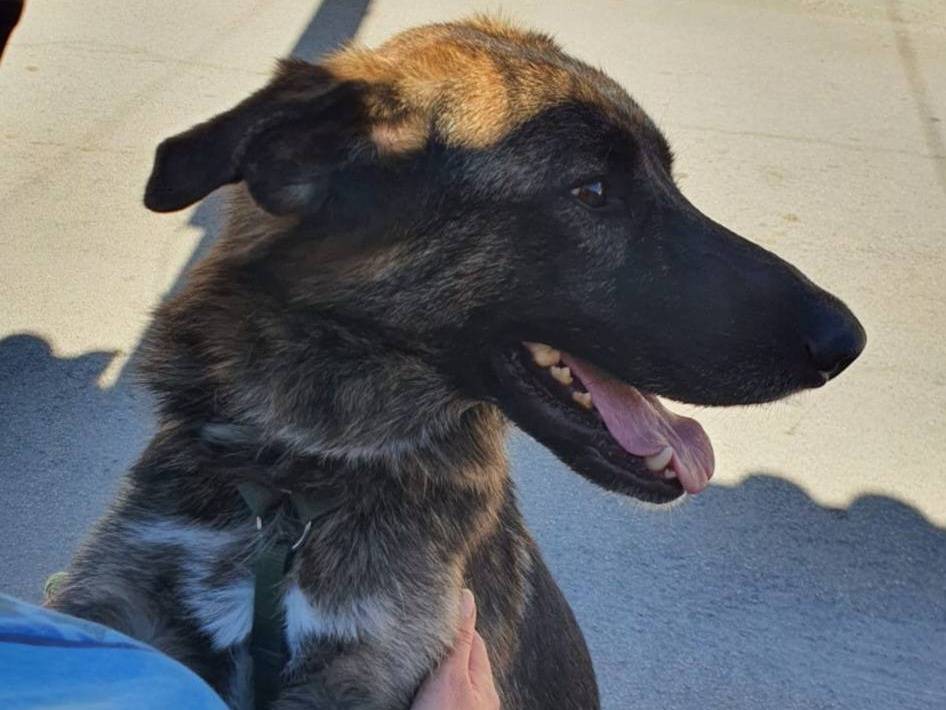 Adotta il cane RACHEL a Caserta