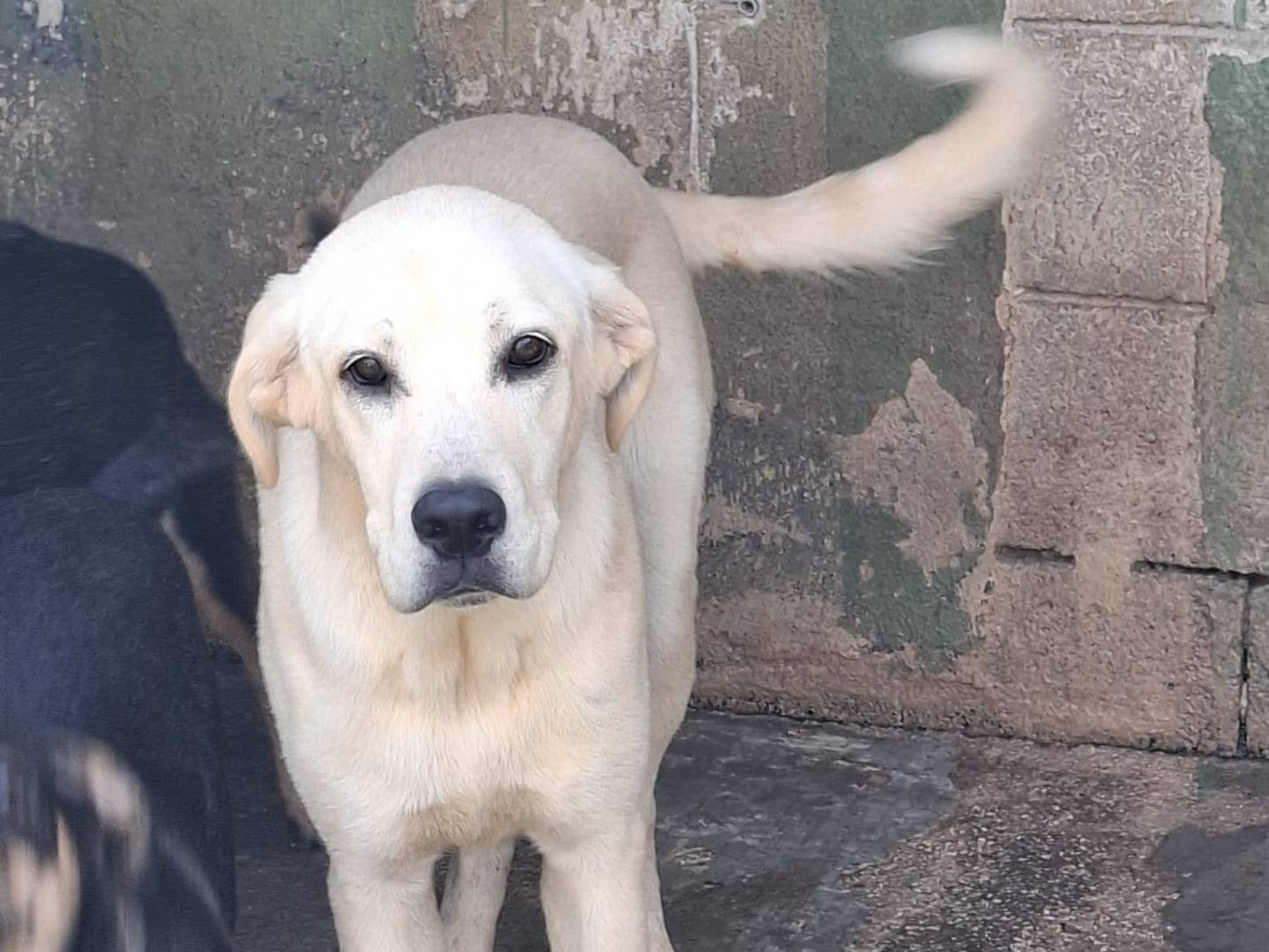 Adozione cane, maschio, Labrador Retriever Razza sconosciuta, 1 anno e 1 mese, taglia media, Caserta