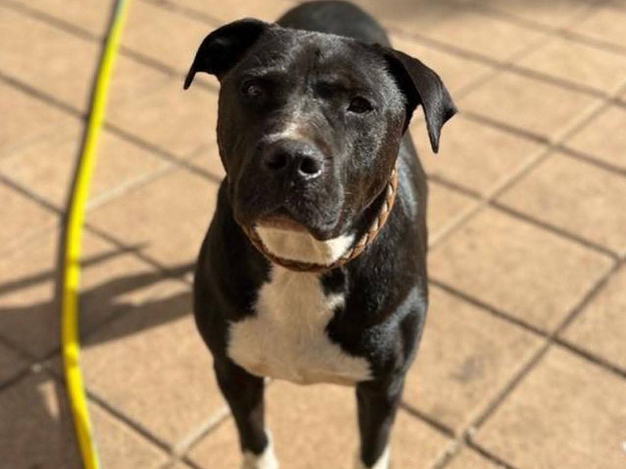 Adozione cane, maschio, Amstaff Razza sconosciuta, 4 anni e 2 mesi, taglia grande, Roma