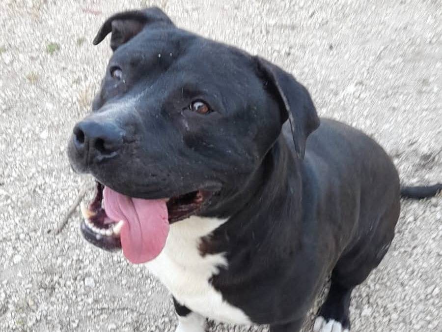 Adotta un cane, maschio, 4 anni e 2 mesi, Roma