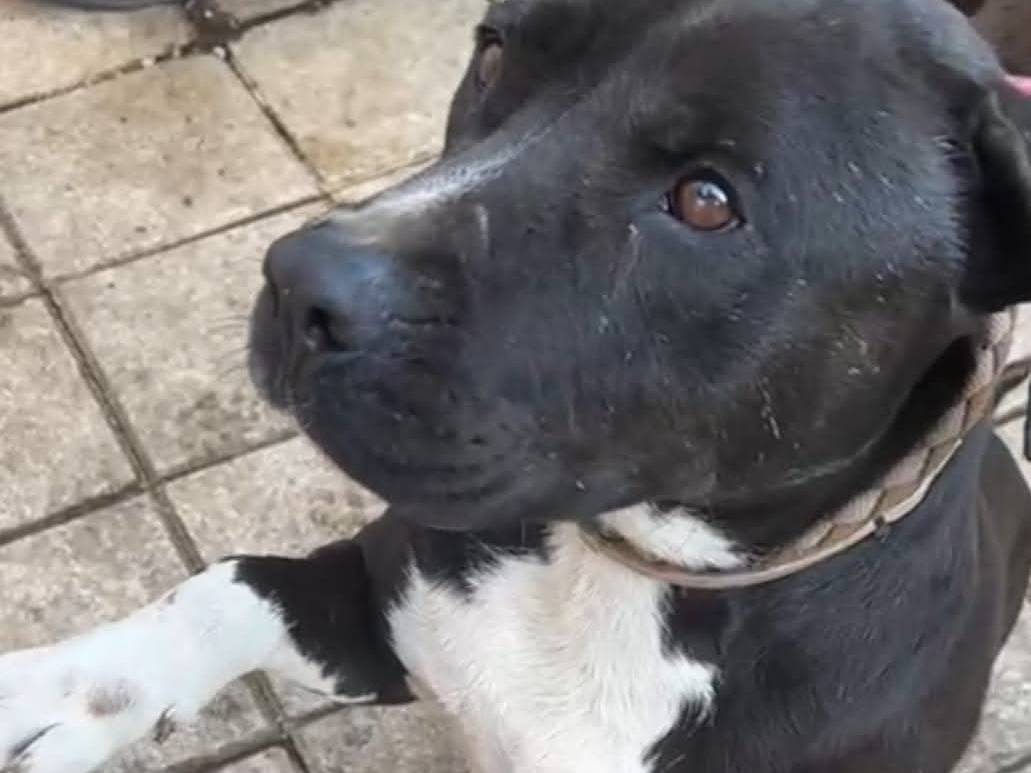 Adotta un cane, taglia grande, maschio, Roma