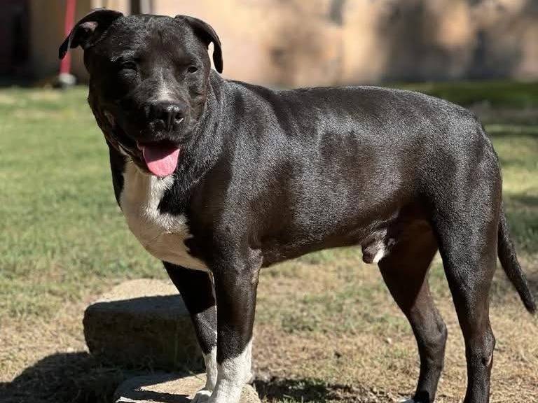 Vuoi adottare un cane a Roma?