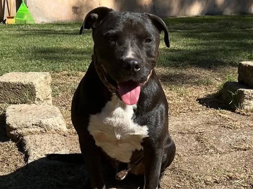 Adotta il cane Pasquale  a Roma