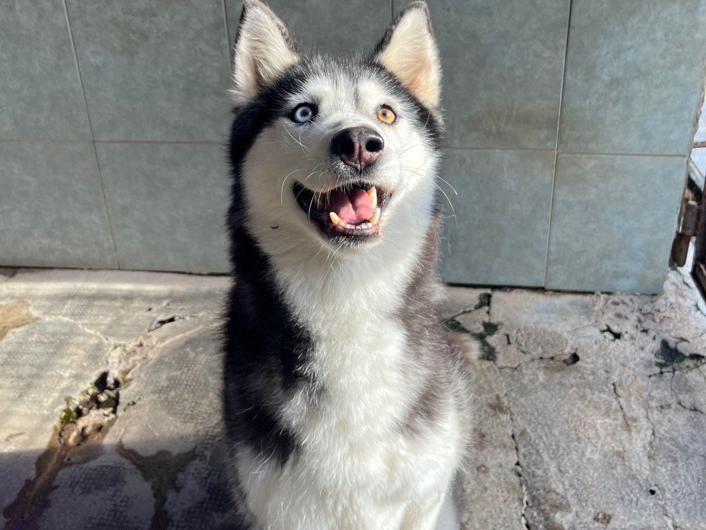 Adozione cane, femmina, Siberian Husky Razza sconosciuta, 6 anni e 6 mesi, taglia media, Milano