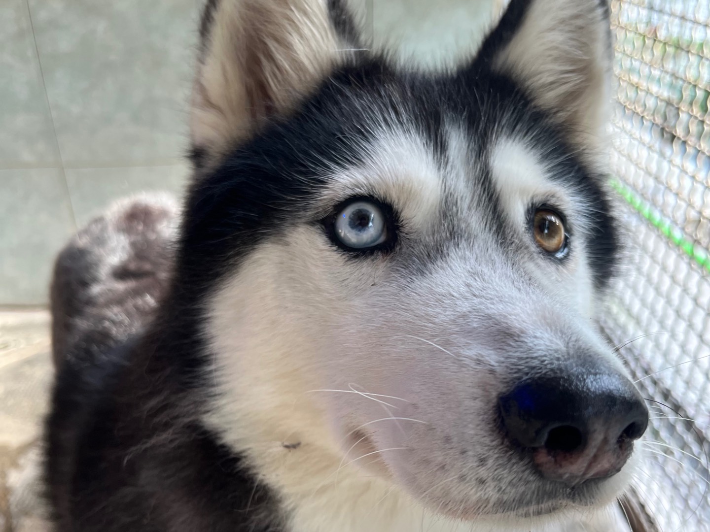 Adotta un cane, taglia media, femmina, Milano