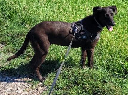 Adotta il cane BLACKY a Milano