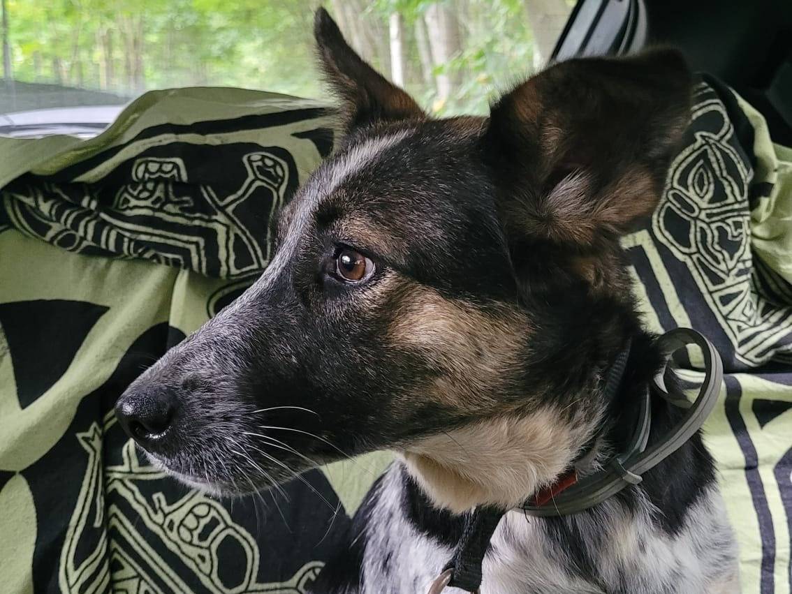 Adotta un cane, taglia media contenuta, femmina, Milano