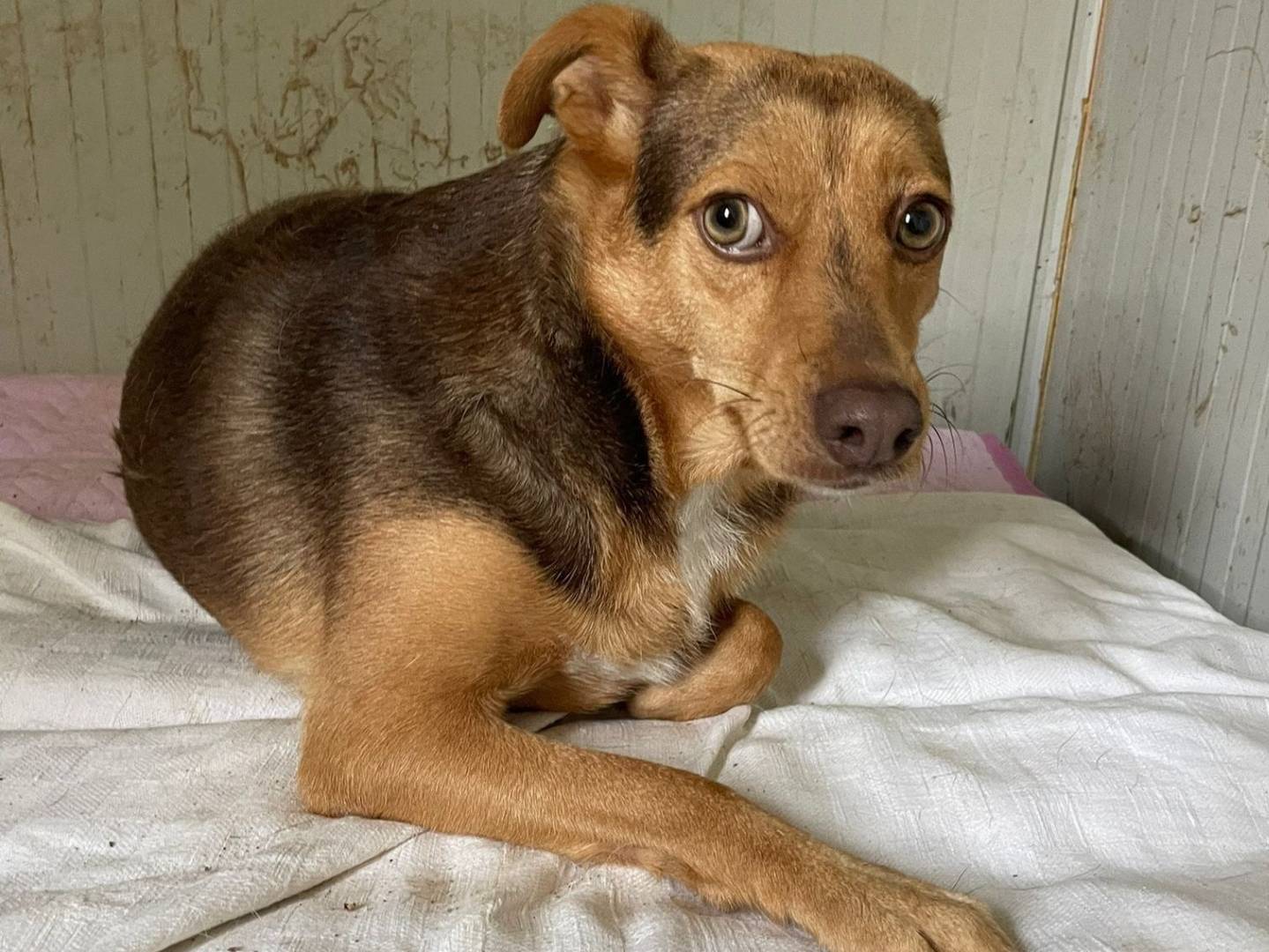 Adozione cane, femmina, Razza sconosciuta Razza sconosciuta, 5 anni e 8 mesi, taglia piccola, Frosinone