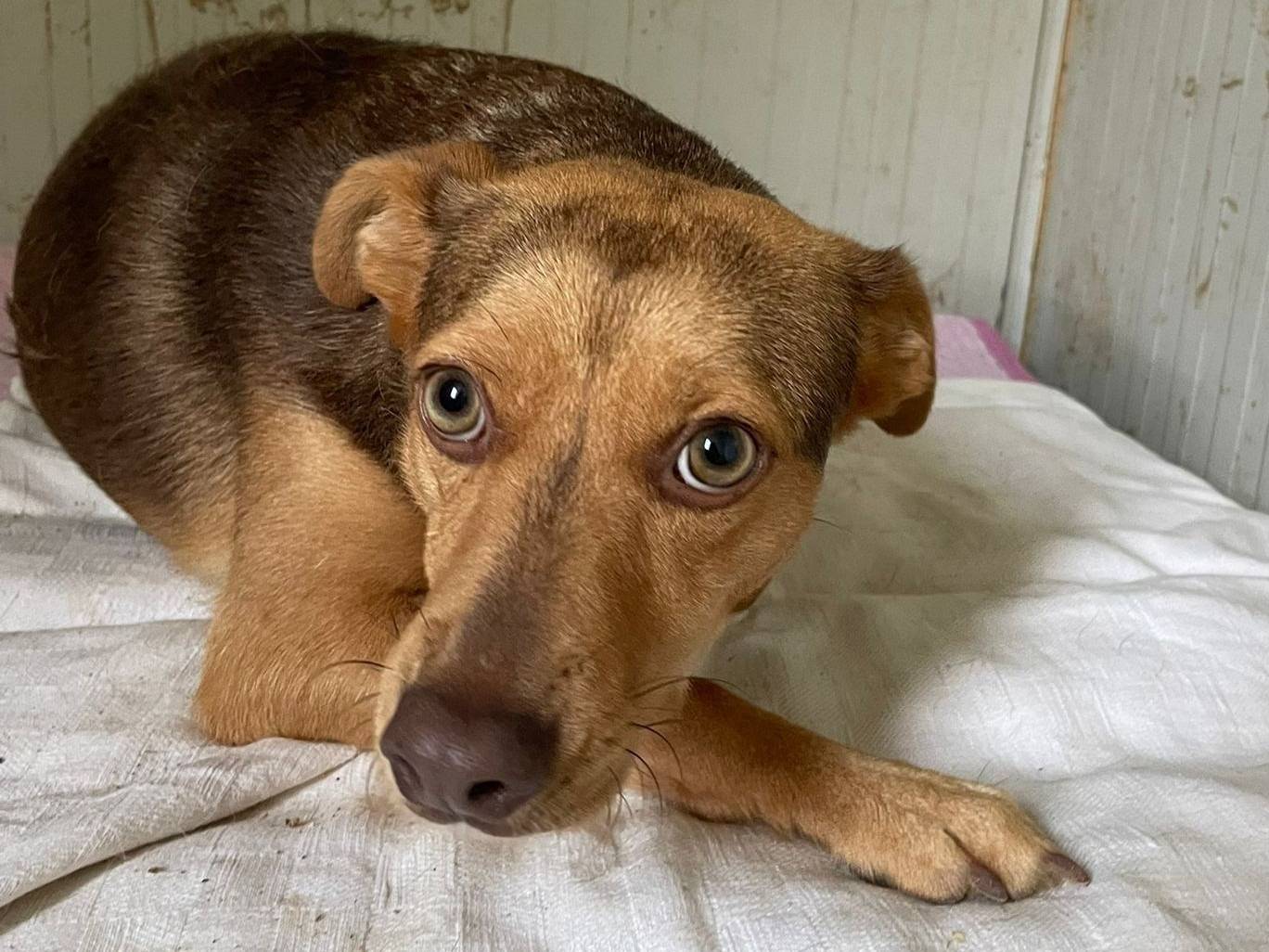 Adotta un cane, femmina, 5 anni e 8 mesi, Frosinone
