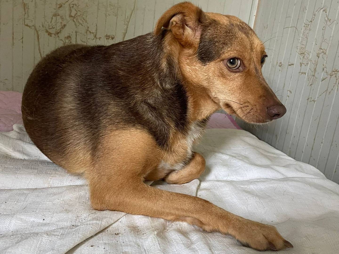 Adotta il cane BiancaN a Frosinone