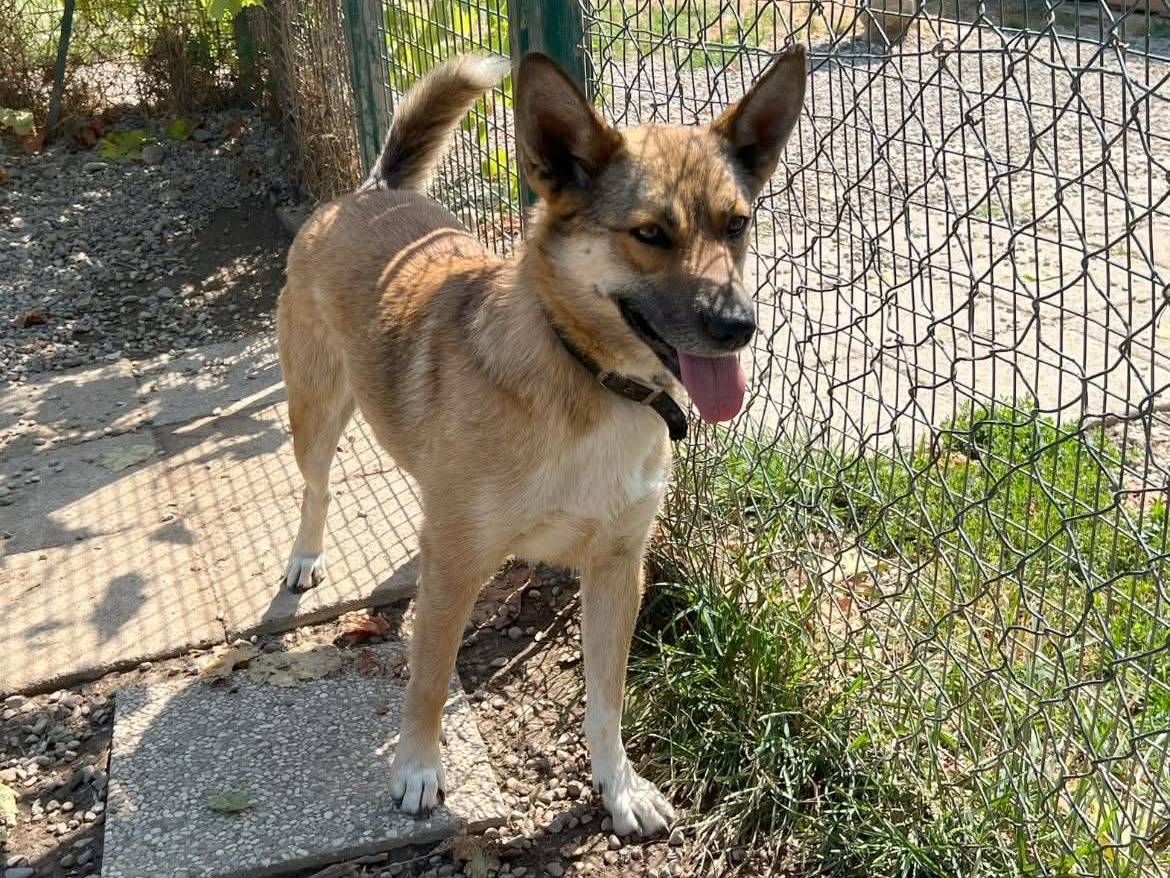 Adozione cane, femmina, Razza sconosciuta Razza sconosciuta, 2 anni e 6 mesi, taglia media, Milano