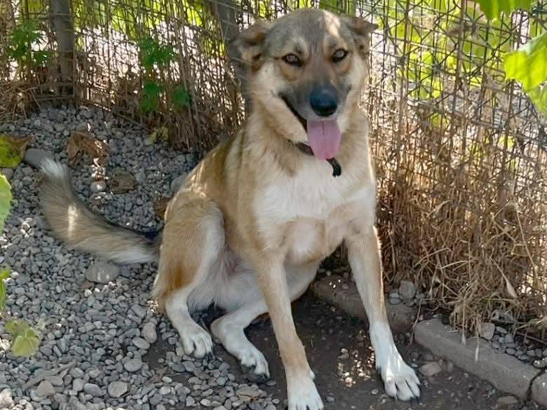 Adotta un cane, femmina, 2 anni e 6 mesi, Milano