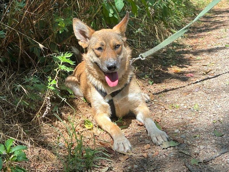 Adotta un cane, taglia media, femmina, Milano